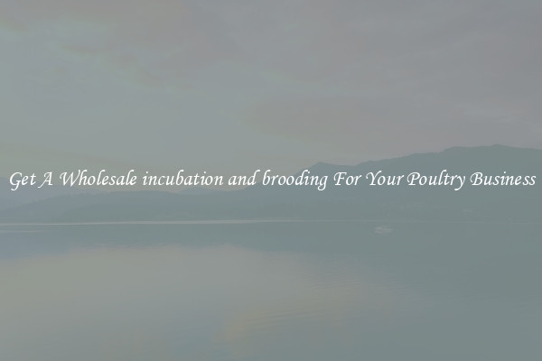 Get A Wholesale incubation and brooding For Your Poultry Business