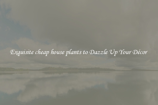 Exquisite cheap house plants to Dazzle Up Your Décor 